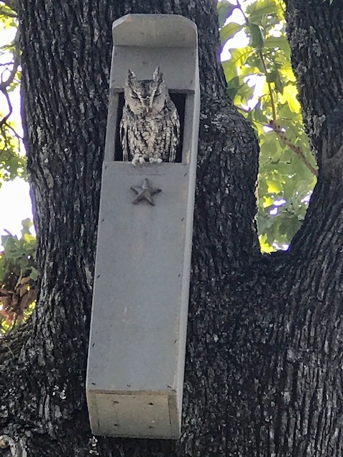 Cedar Owl House Nesting Box